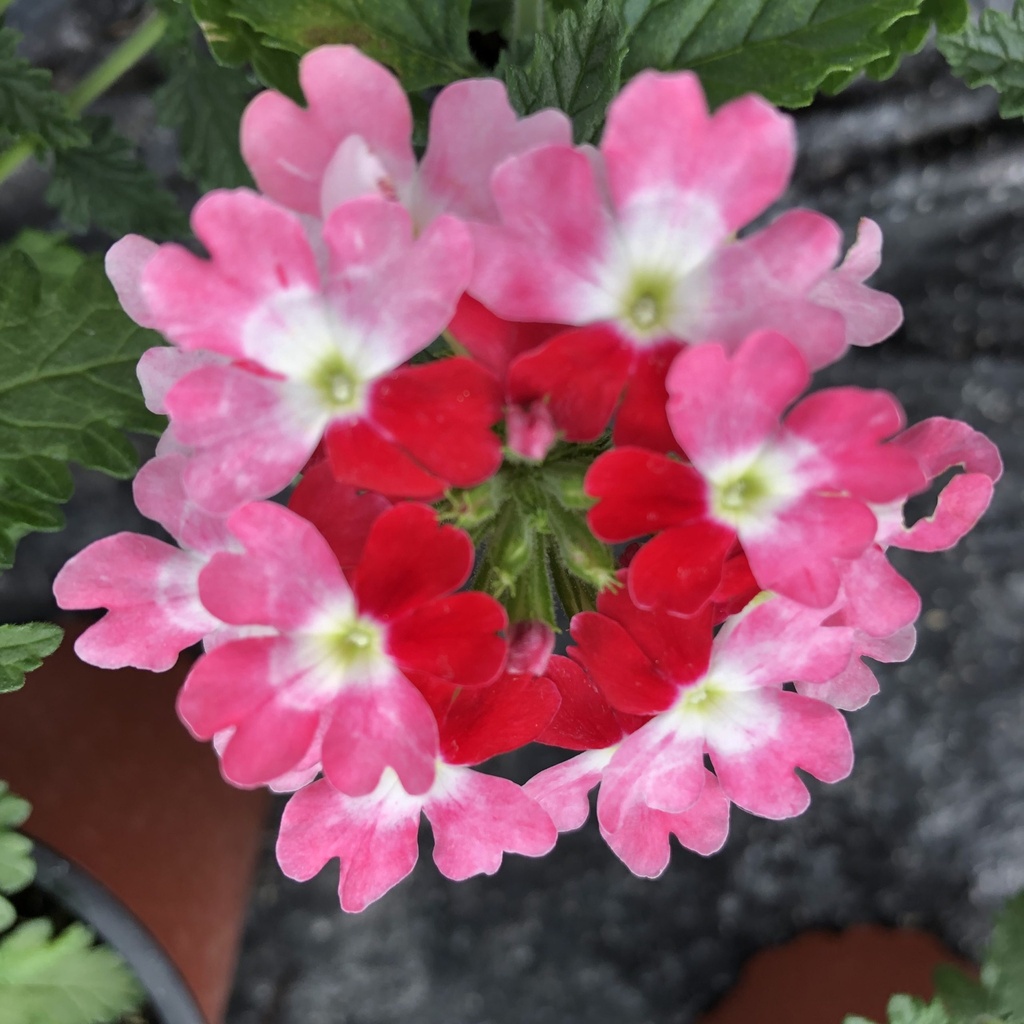 FLOWERS VERVENA PNT - FLEURS VERVEINE BQT
