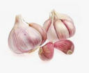 GARLIC ROSE LAUTREC - AIL ROSE GROS LAUTREC 