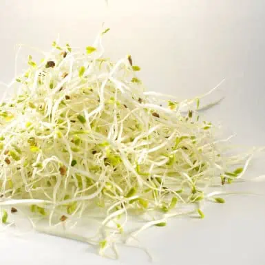 ALFAFA SPROUTS PUNNET - GERME ALFAFA BARQUETTE