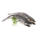 HAKE 3/4 ATLANTIC NORTH/EAST – MERLU 3/4 ATLANTIQUE NORD-EST 