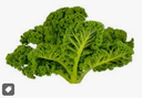 KALE - CHOU KALE 