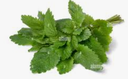 LEMON BALM MELISSE - MELISSE CITRONELLE 