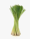 LEMONGRASS - CITRONNELLE