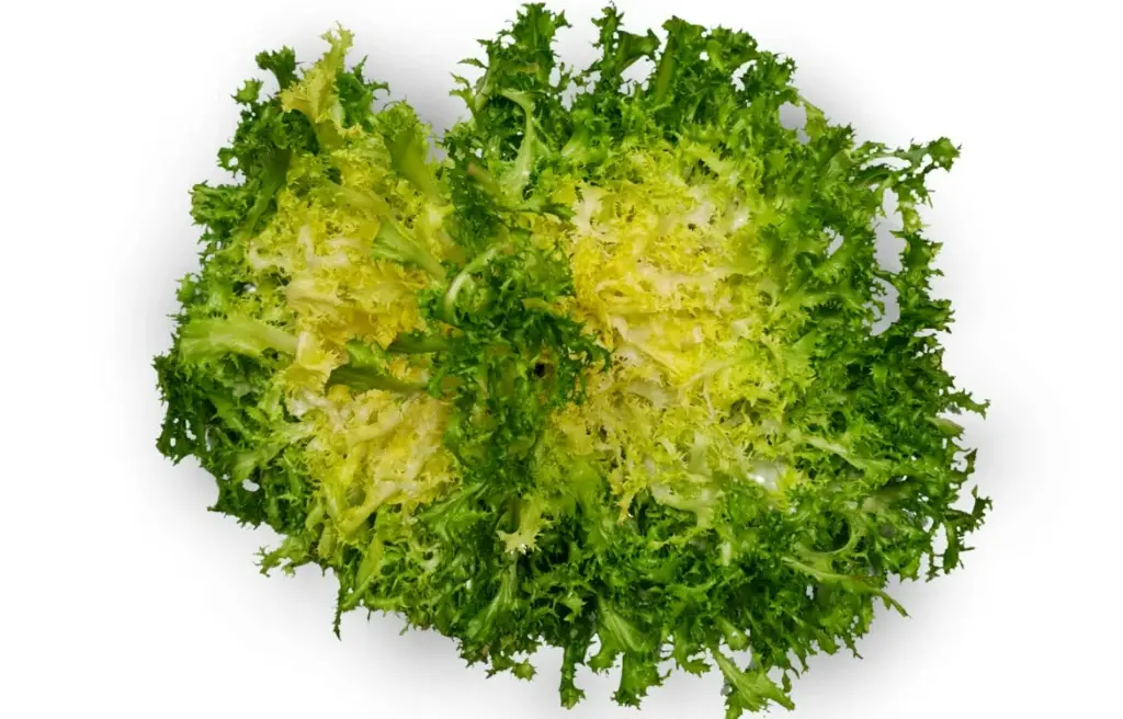 LETTUCE ESCAROLE - SALADE SCAROLE 