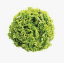 LETTUCE - FRISEE - SALADE FRISEE 