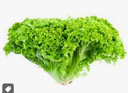 GREEN LOLLO LETTUCE - SALADE LOLLO VERTE 