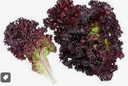 LOLLO ROSA LETTUCE - SALADE LOLLO ROSA
