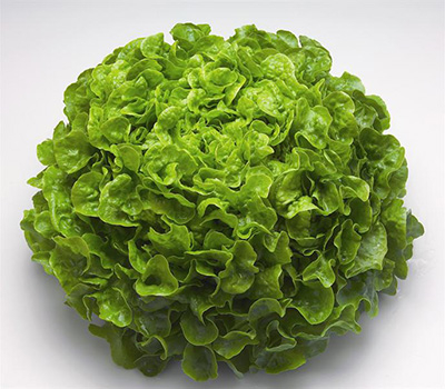 BLONDE OAK LEAF LETTUCE PCS - SALADE FEUILLE DE CHÊNE BLONDE PCS