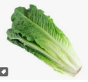 LETTUCE ROMAINE - SALADE ROMAINE 