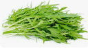 LETTUCE MIZUNA - SALADE MIZUNA 