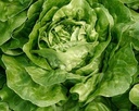 LETTUCE SALAD - LAITUE 
