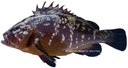 MEDITERRANEAN GROUPER – MÉROU DE MÉDITERRANÉE