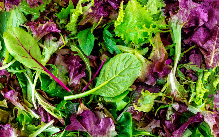 ASIAN MESCLUN - MESCLUN ASIATIQUE 
