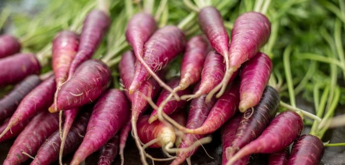 MINI CARROT PURPLE - PUNNET MINI CAROTTE VIOLETTE - BQT