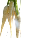MINI CARROTS WHITE - BUNCH MINI CAROTTES BLANCHE - BTE
