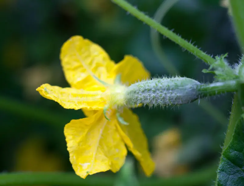 MINI CUCUMBER WITH FLOWER - MINI CONCOMBRE AVEC FLEURS 