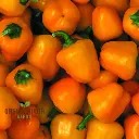 MINI PEPPERS SWEET ORANGE - MINI POIVRON ORANGE 