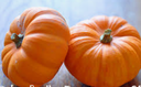 MINI SQUASH - MINI COURGE 