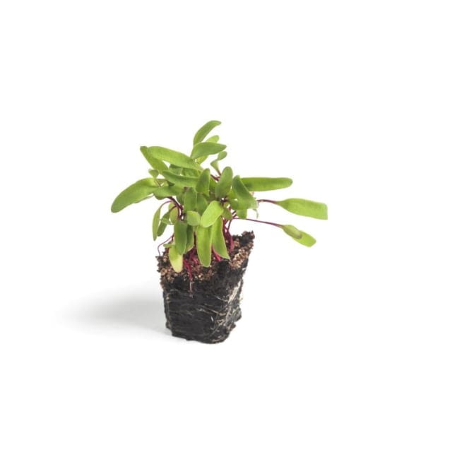 BABY SWISS CHARD - POUSSE BLETTE ROUGE