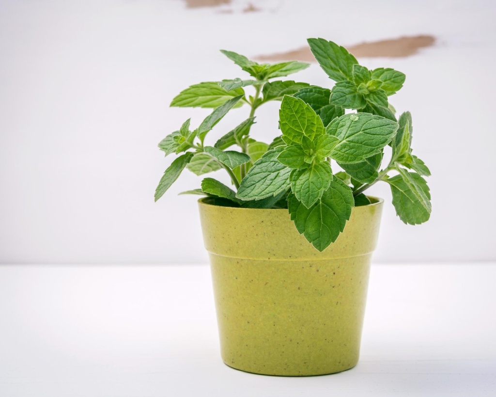 MINT PLANT - POT MENTHE POT