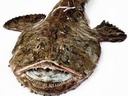 MONKFISH 2+KG  – LOTTE 2+KG 