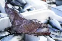 MONKFISH 2/4KG+ – LOTTE 2/4KG+
