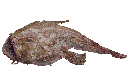 MONKFISH MEDITERRANEAN – BAUDROIE MER MÉDITERRANÉE