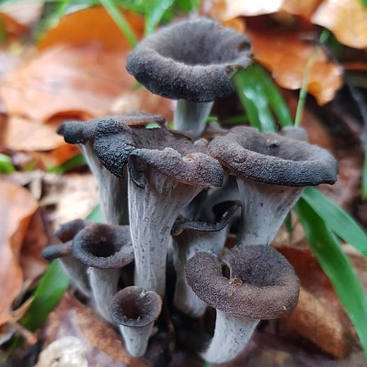 MUSHROOM BLACK TRUMPET - CHAMPIGNON TROMPETTES DES MORTS 
