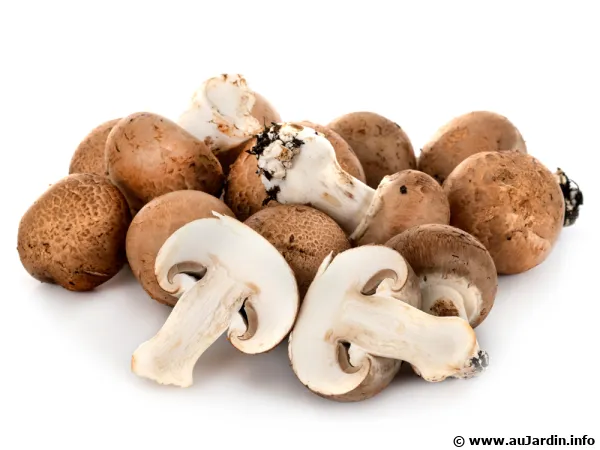 MUSHROOM BUTTON PARIS LARGE - CHAMPIGNONS DE PARIS GROS GEANT 