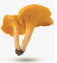 MUSHROOM CHANTERELLE - CHAMPIGNON GIROLLE