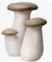 MUSHROOM ERYNGII - CHAMPIGNON ERYNGII 