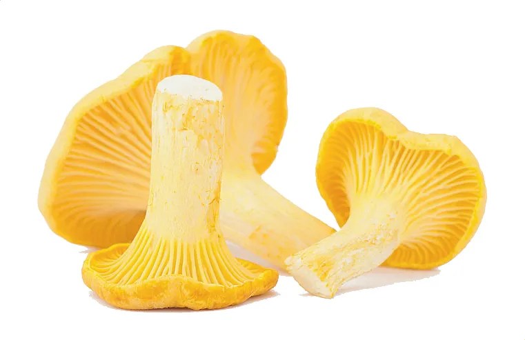 CHANTERELLE MUSHROOM - CHAMPIGNON GIROLLE
