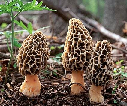 MUSHROOM MOREL - CHAMPIGNON MORILLES 