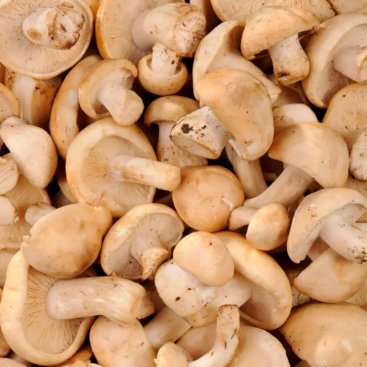MUSHROOM MOUSSERON DES PRES - CHAMPIGNON MOUSSERON DES PRES 
