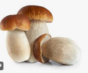 MUSHROOM PORCINI - KG CHAMPIGNON CEPES - KG