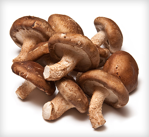 MUSHROOM SHITAKE - CHAMPIGNON SHITAKE 