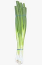 ONION SPRING/GREEN - BUNCH CEBETTE - BOTTE