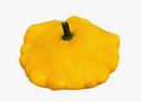 PATYPAN GREEN - PUNNET PATISSON JAUNE - PIECE