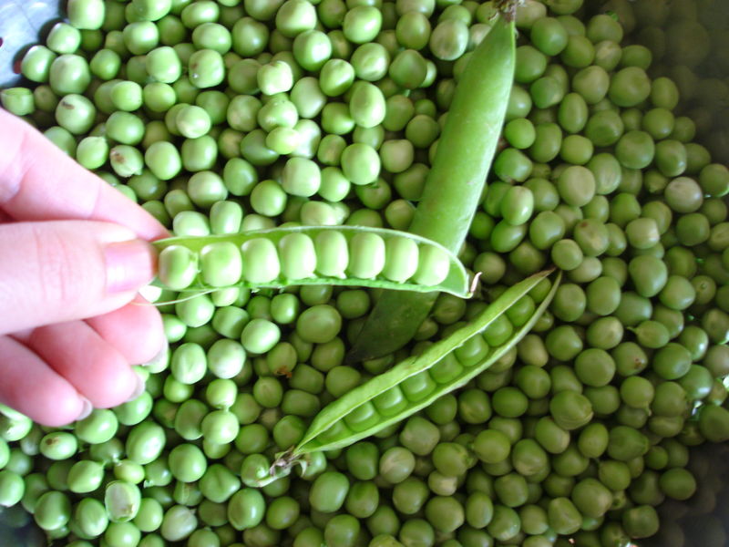 PEAS SHELLED - PUNNET PETIT POIS EQUEUTE - BQT