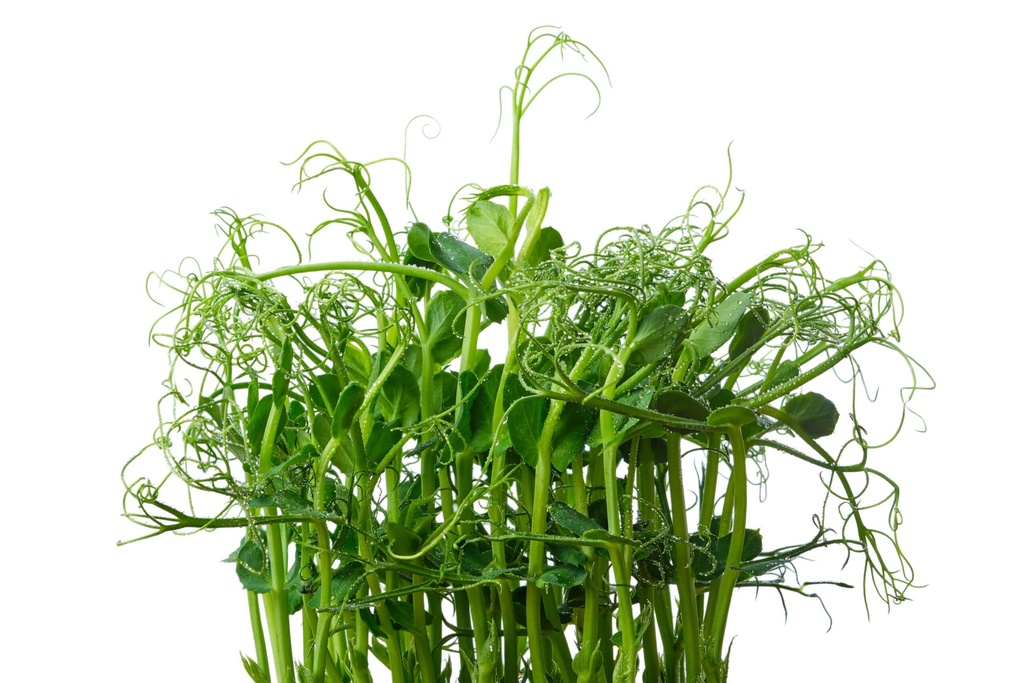 PEAS SPROUT AFFILLA - POUSSE DE PETIT POIS 