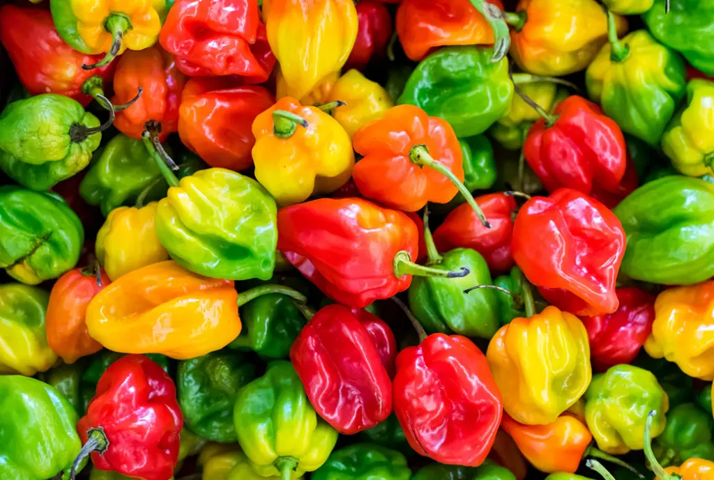 PEPPER CHILLI HABANEROS - KG PIMENT HABANERO - KG