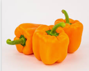 PEPPER SWEET ORANGE - POIVRON ORANGE GROS 