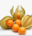 PHYSALIS PUNNET - PHYSALIS BARQUETTE