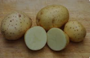POTATO MARIS PIPER - KG POMME DE TERRE MARIS PIPER - KG