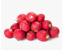 RADISH RED TRIMMED - RADIS ROUGE EQUEUTE 