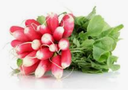 RADISH ROSE CLEAN BUNCH - RADIS ROSE EQUETTE BOTTE