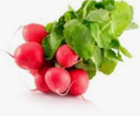 RADISH ROUND ROSE - BUNCH RADIS ROND ROSE - BOTTE