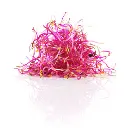 RED BEETROOT BABY LEAVES - KG POUSSE BETTERAVE ROUGE - KG