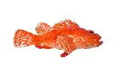 RED SCORPIONFISH 5/800GR MED – RASCASSE ROUGE 5/800GR MÉDITERRANÉE