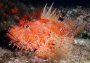 RED SCORPIONFISH ACE – RASCASSE ROUGE ACE